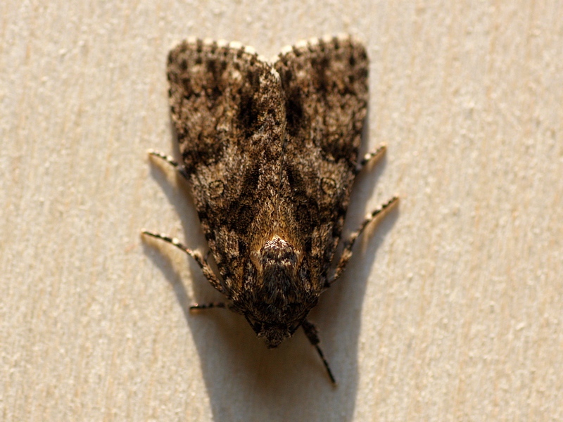 Noctuidae da ID